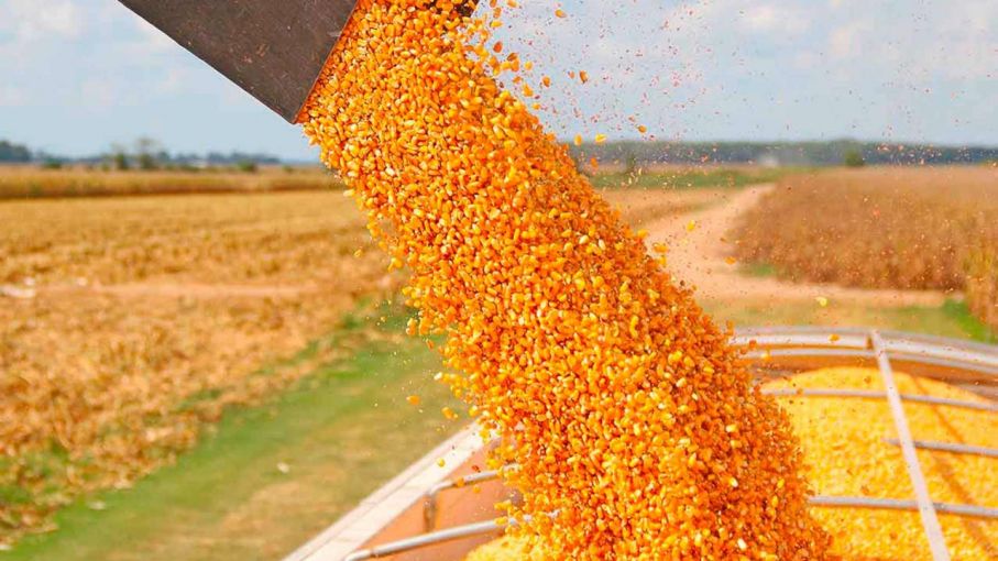 Cosecha de maíz en campos bonaerenses demorada por falta de piso