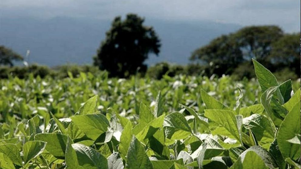 Soja continu marcha alcista tras informe del USDA y cerr por encima de US$ 610
