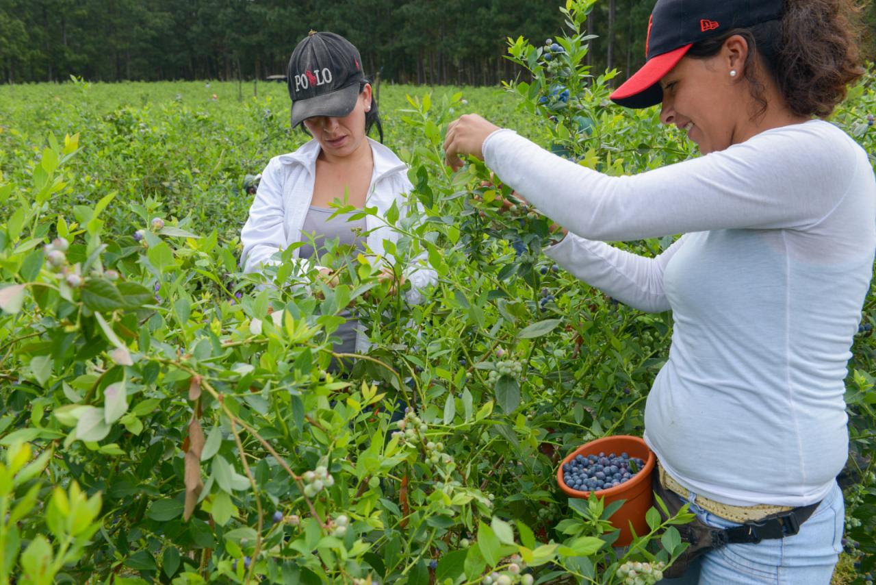 Destinan $81 millones para  proyectos de agricultura realizados por mujeres