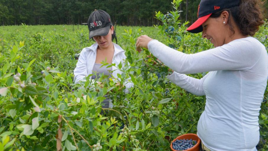 Destinarán $60 millones para proyectos de mujeres rurales
