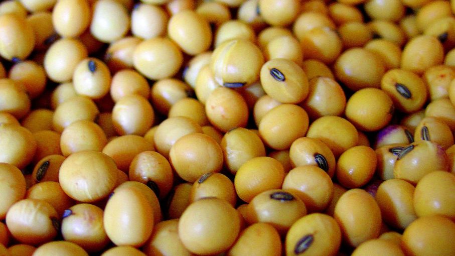 Analizarán la situación del cultivo de soja en la Argentina y el mundo