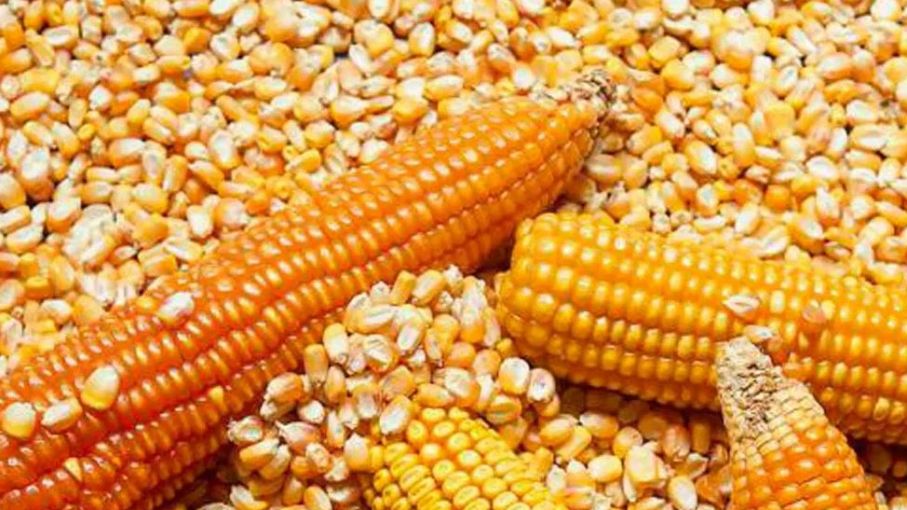 El maíz 2022/23 va a perder hectáreas