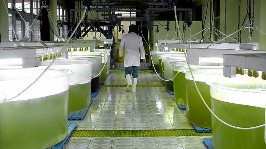 Modifican reformas propuestas para Biocombustible y Transición Energética en Ley Bases