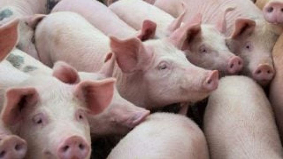 Próximamente nueva vacuna contra el virus de la peste porcina africana