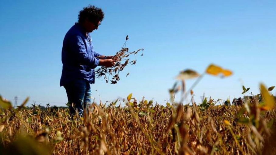 Las lluvias no llegan a la zona núcleo y se prevé una cosecha de soja 45% inferior a la prevista