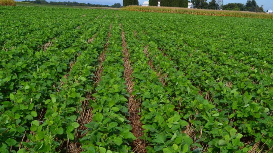 En el 60% de la región núcleo hay pérdidas de rindes de un 30% en soja de 1ra