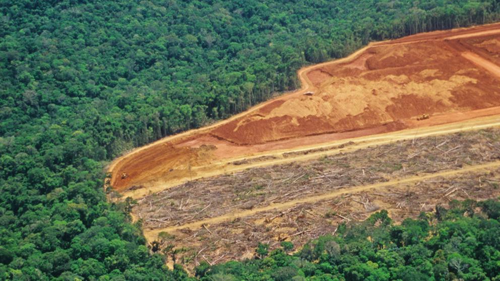 La ley de deforestación de la UE se enfrenta al rechazo de 11 Estados miembros
