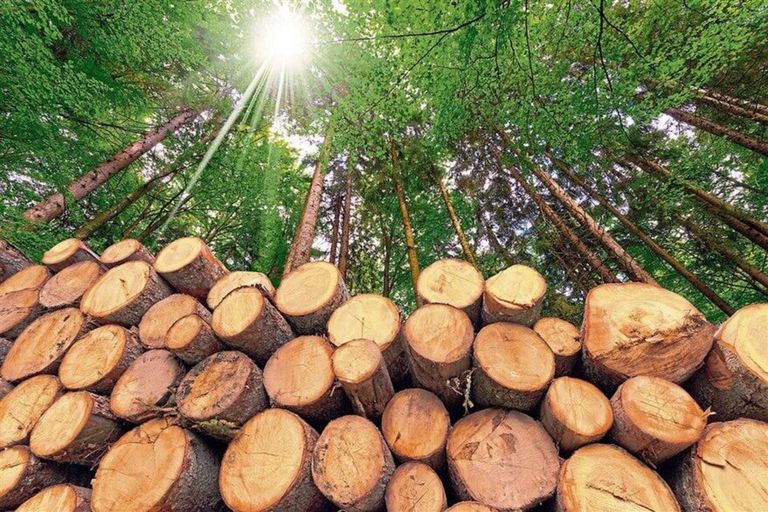 Afirman que industria forestal puede atraer inversiones por US$ 6.000 millones