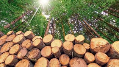 Optimismo en la industria forestal por el RIGI y estabilidad macro