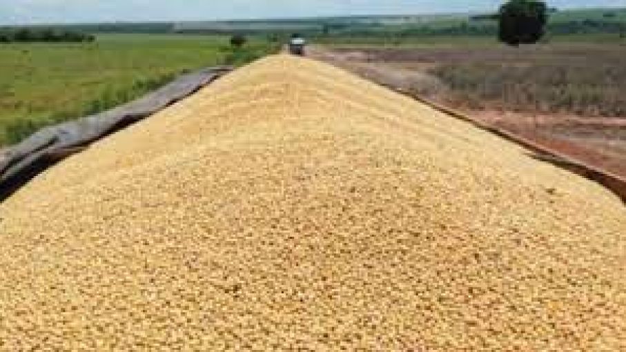 Mercado de granos local con ofertas bajistas por trigo y soja