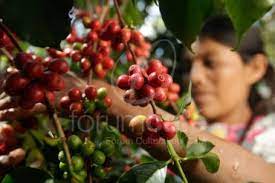 Las exportaciones de café de Guatemala caerán hasta un 3% esta temporada
