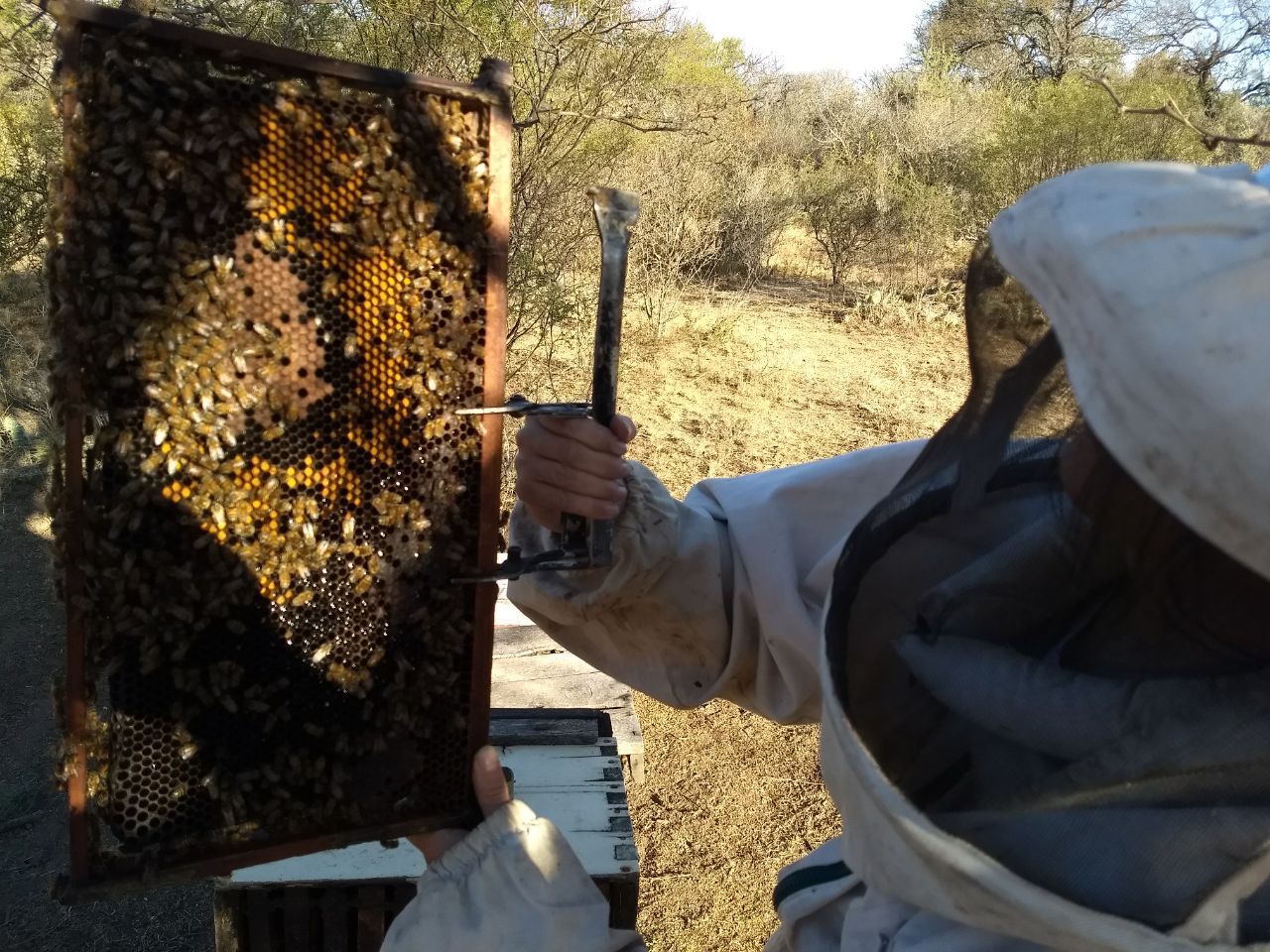 &quot;La supervivencia de las abejas se encuentra cada vez más  amenazada&quot;