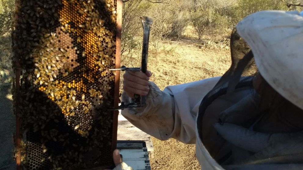 &quot;La supervivencia de las abejas se encuentra cada vez ms  amenazada&quot;