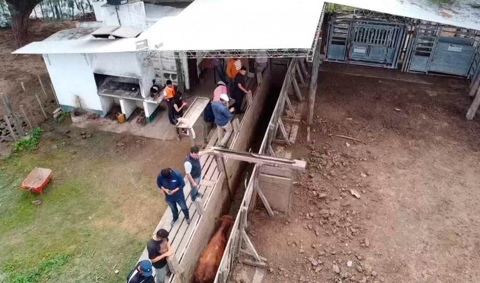 Robo de ganado: imputan a detenidos como miembros de una asociación ilícita