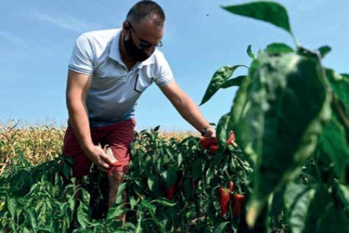 Convocatoria de ONU para desarrollar soluciones para agricultura y alimentación