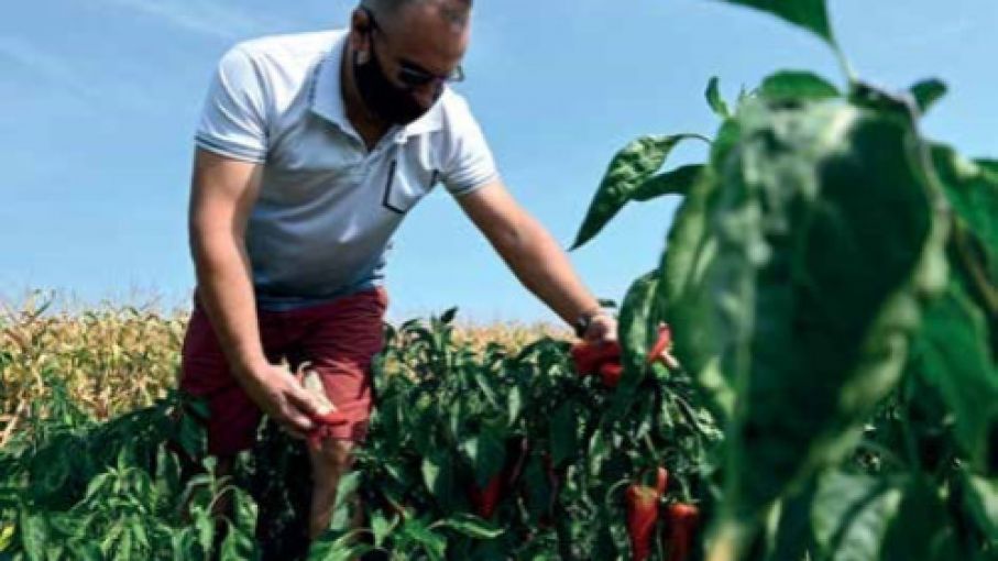 Convocatoria de ONU para desarrollar soluciones para agricultura y alimentación