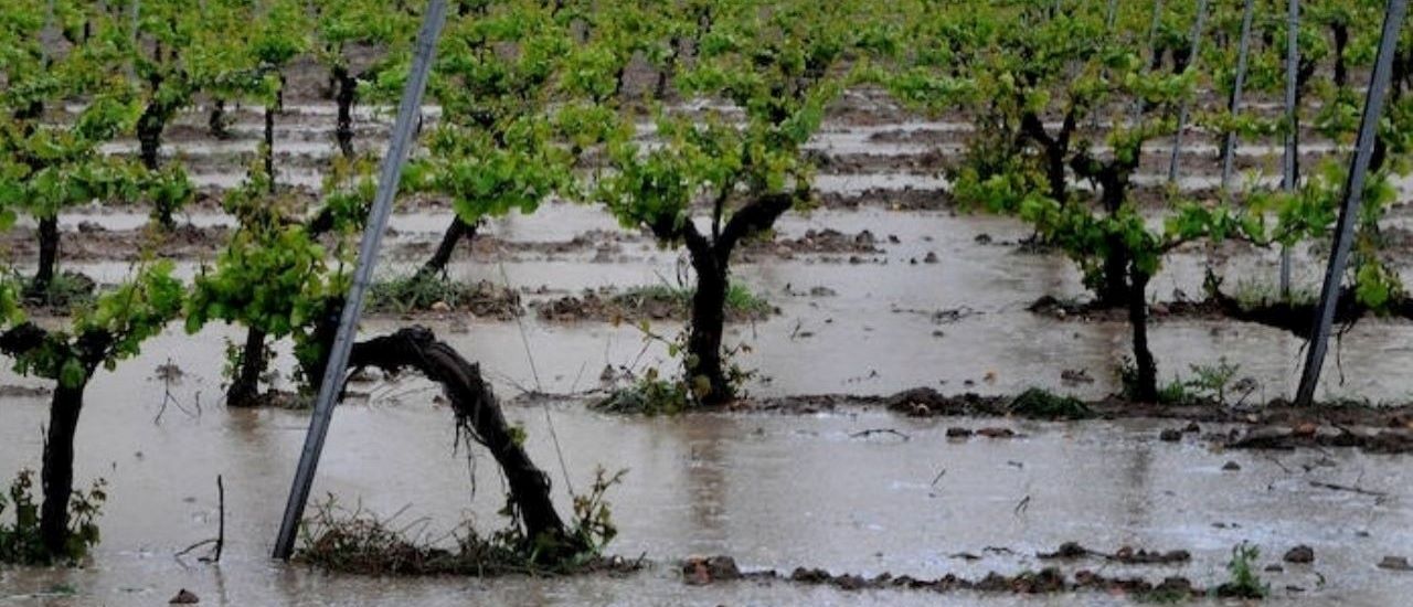 Agricultura declaró la emergencia agropecuaria en San Juan