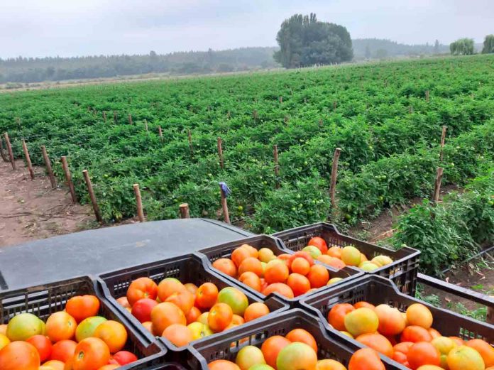 Con éxito los productores de tomate angolino cierran la temporada