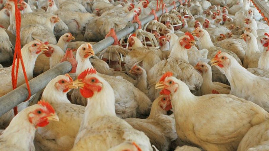 Argentina reiniciará la exportación de carne aviar a la UE tras ajustes sanitarios