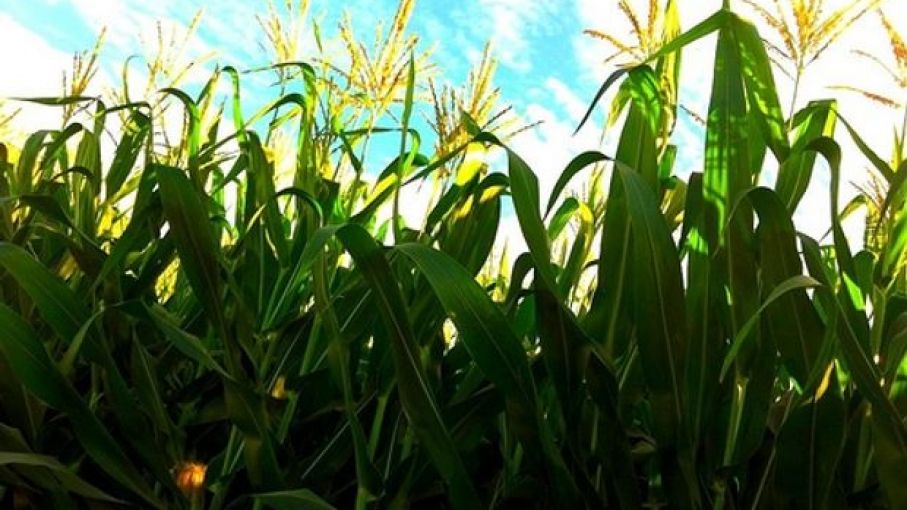 Brasil prevé una cosecha de maíz menor a la esperada