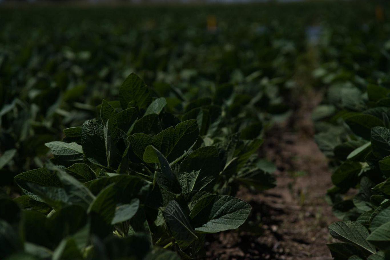 ¿Cuáles son los beneficios de Remigate®, la Fórmula Uno en el control de Gramíneas y Amaranthus?