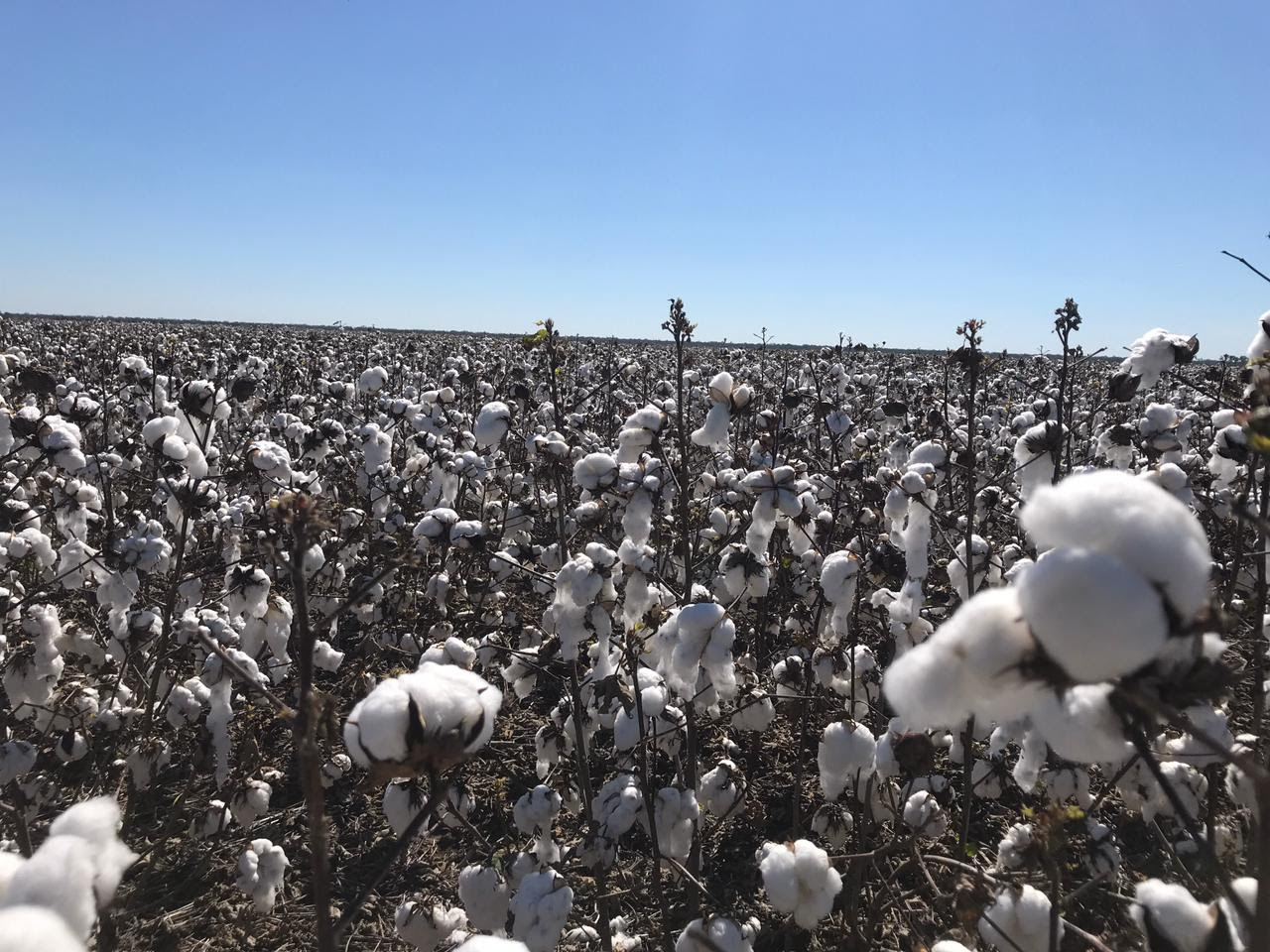 Argentina ya tiene sus primeros campos con Algodón certificado