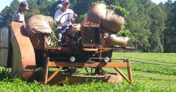 Finalizó la zafra tealera en Misiones