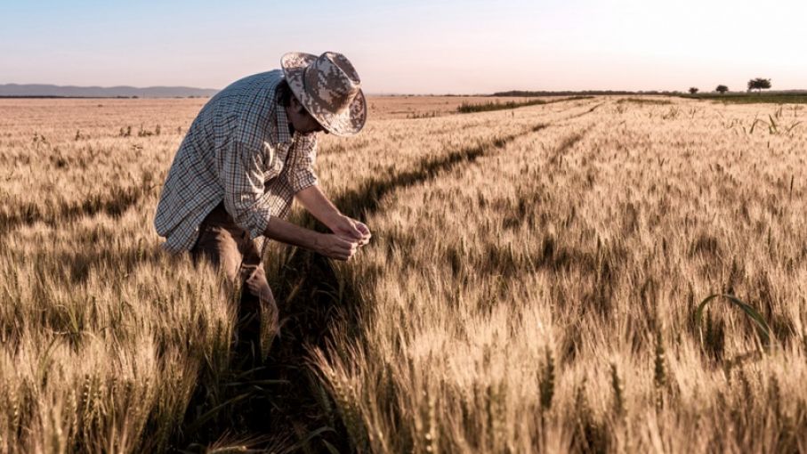 El trigo y el maíz bajan después de que USDA suscita preocupación por la oferta