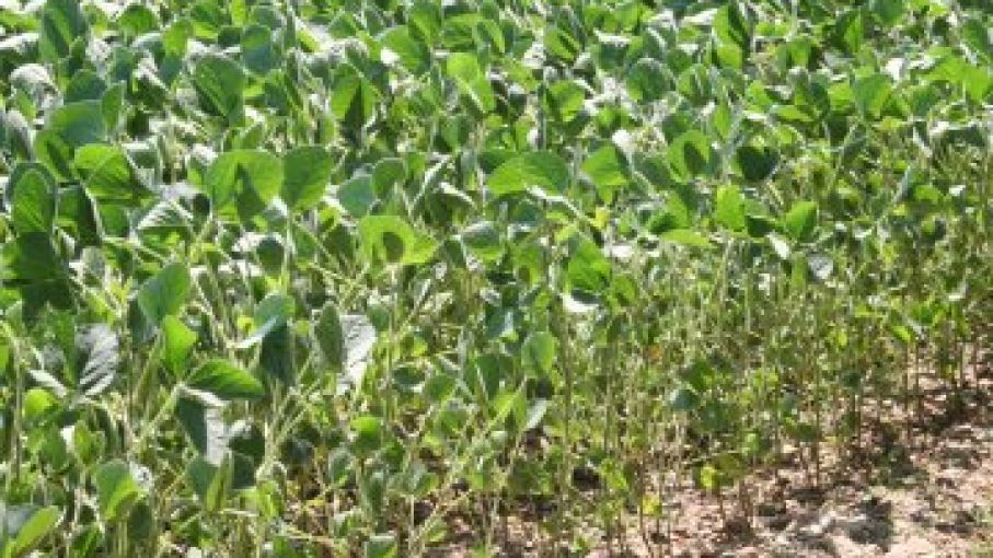 El calor y la sequedad agravan la sequía y podrían amenazar los cultivos durante las fases sensibles del desarrollo