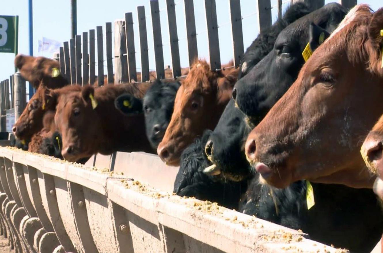 El precio de la hacienda de consumo creció entre un 15% y 19% desde el viernes