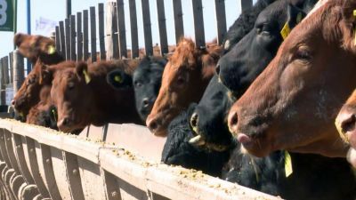 El precio de la hacienda de consumo creció entre un 15% y 19% desde el viernes