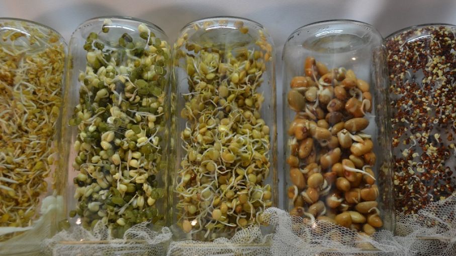 Pautas del INTA para la autoproducción de germinados, brotes y microgreens en casa