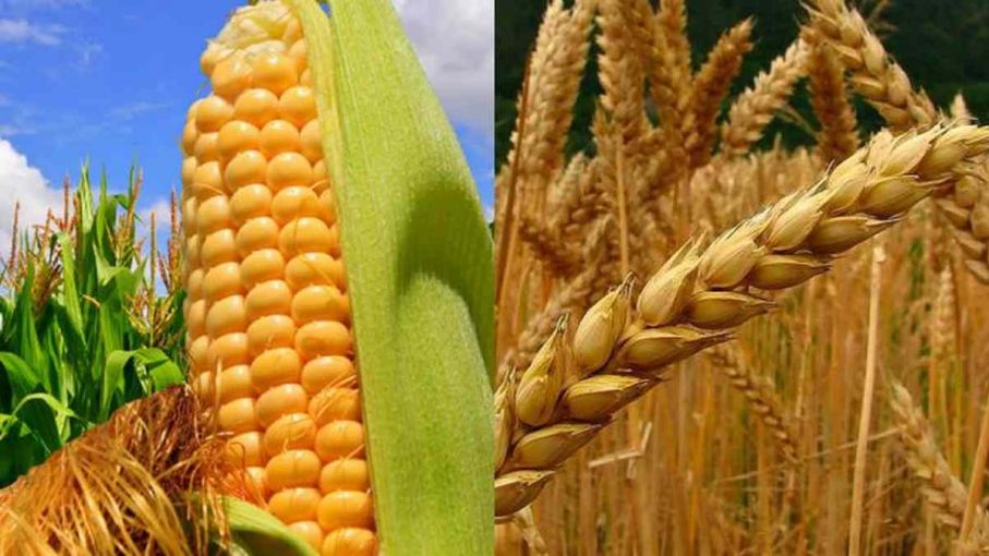 Las condiciones de los cultivos de Maíz y Soja en Estados Unidos empeora según informe del USDA