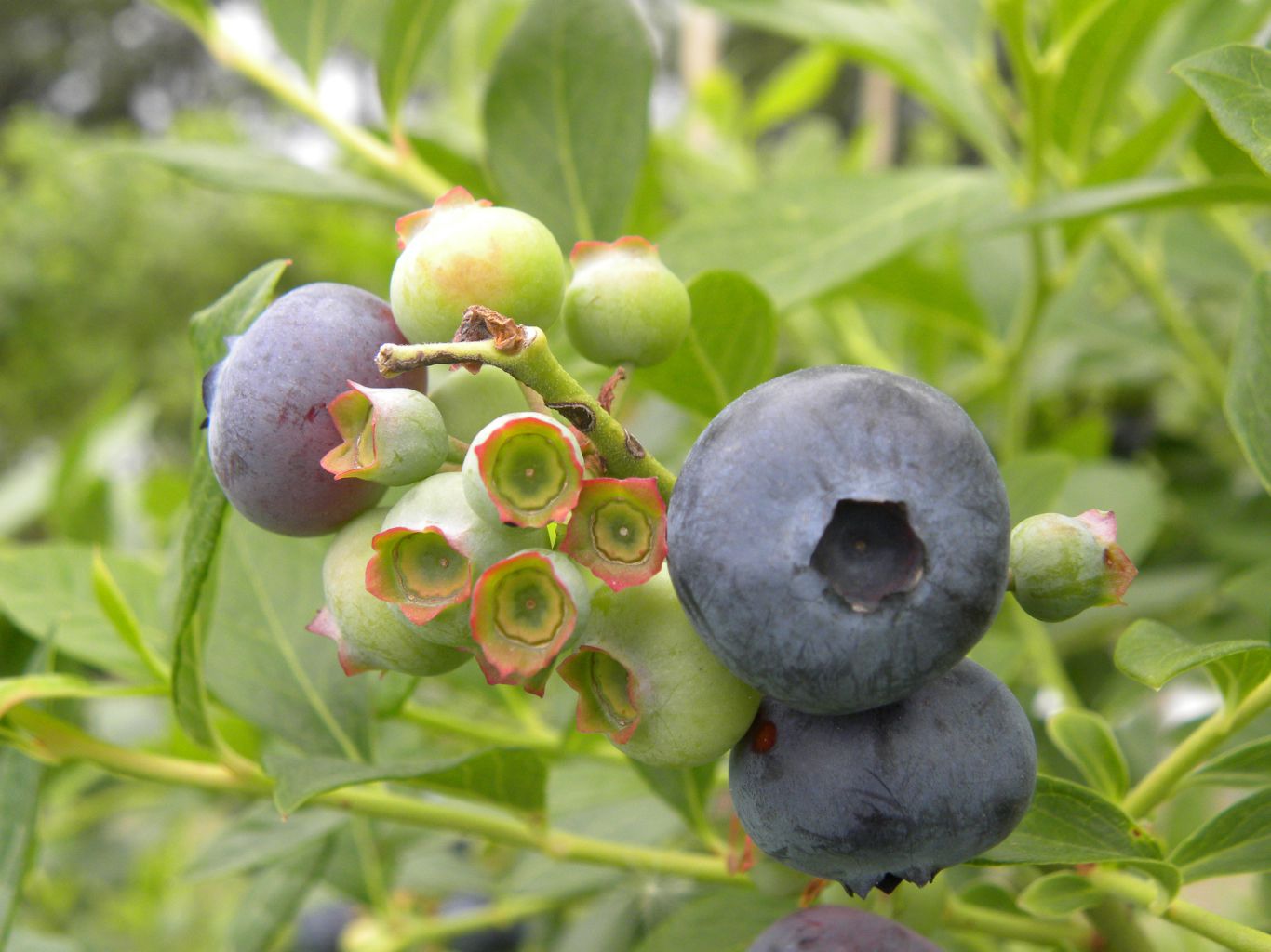 Desarrollarán nueva variedad de arándanos adaptada a la mesopotamia argentina