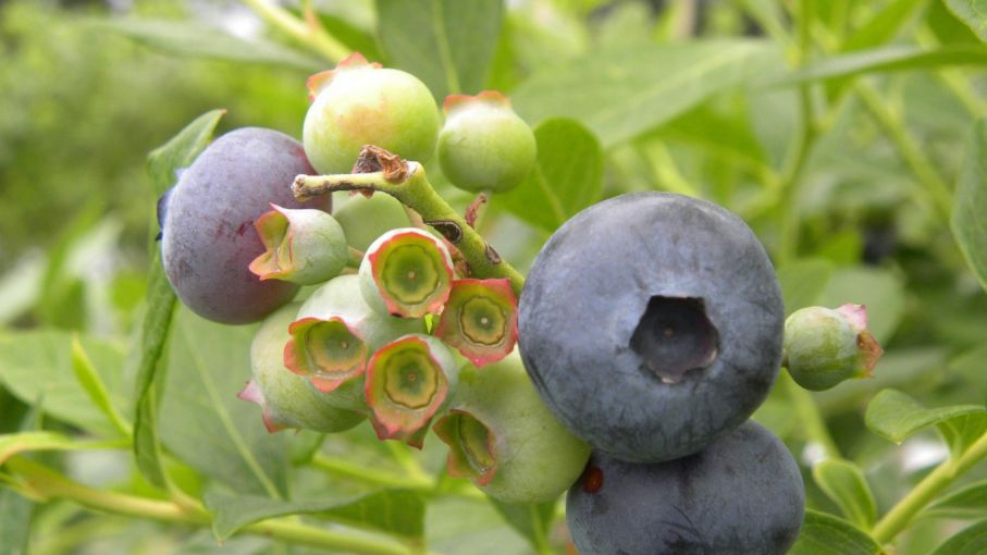 Desarrollarán nueva variedad de arándanos adaptada a la mesopotamia argentina