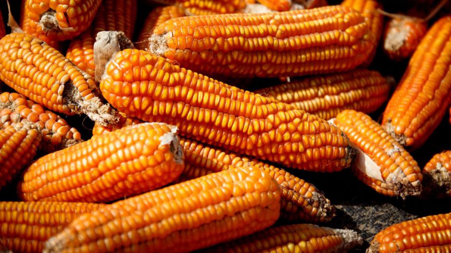 El maíz cae más del 2% en las perspectivas meteorológicas de Estados Unidos