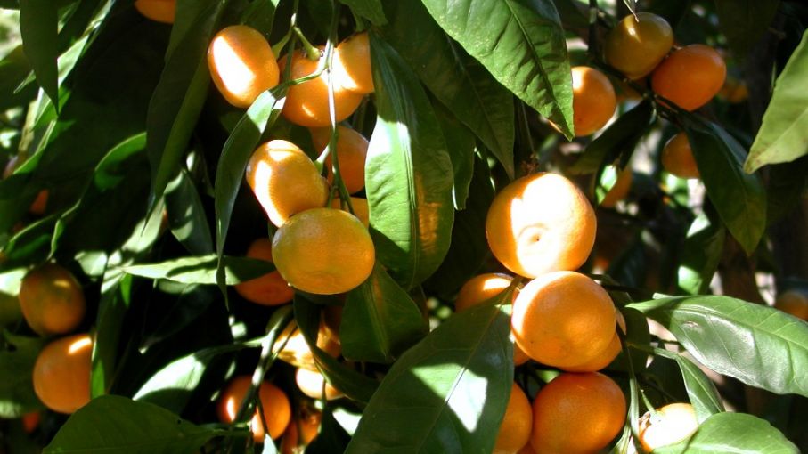 Bordet pidió a Massa que incluya a citrícolas en nuevo "dólar agro"