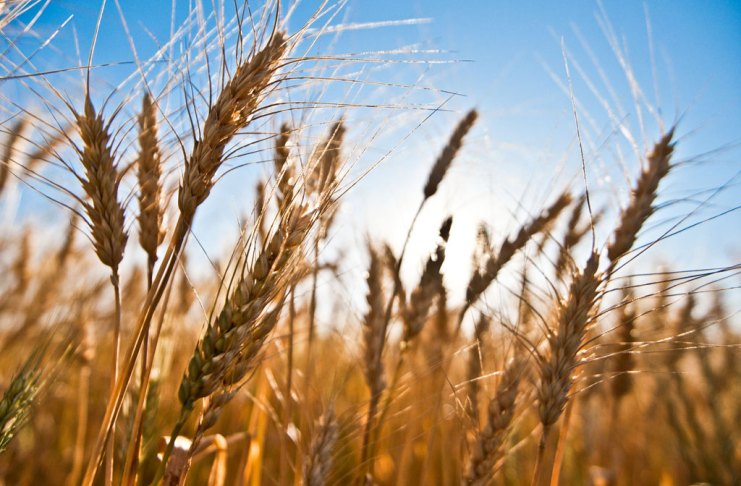 Trigo argentino al mundo: por primera vez Argentina puede exportar trigo a China