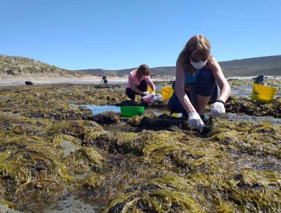 Producirán fideos con algas creados por investigadores de la Patagonia