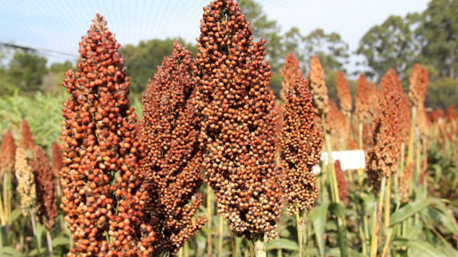 Sorgo: culminó la cosecha con un crecimiento de 100.000 Tn