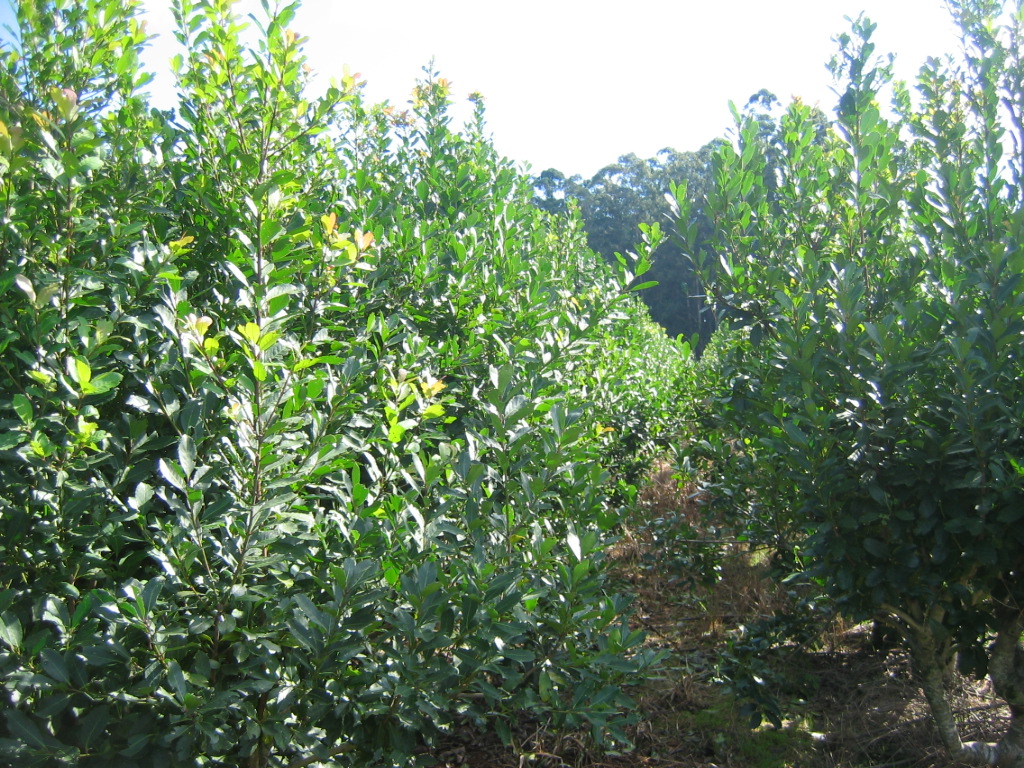Misiones destina más de 90 millones de pesos a la producción
