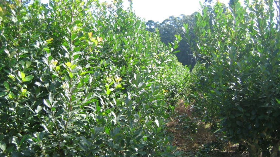 Misiones destina más de 90 millones de pesos a la producción