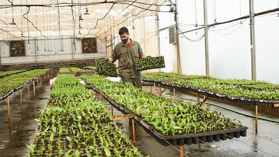 Firma misionera envía a Salta 60 mil plantines de bananos producidos con técnicas biotecnológicas
