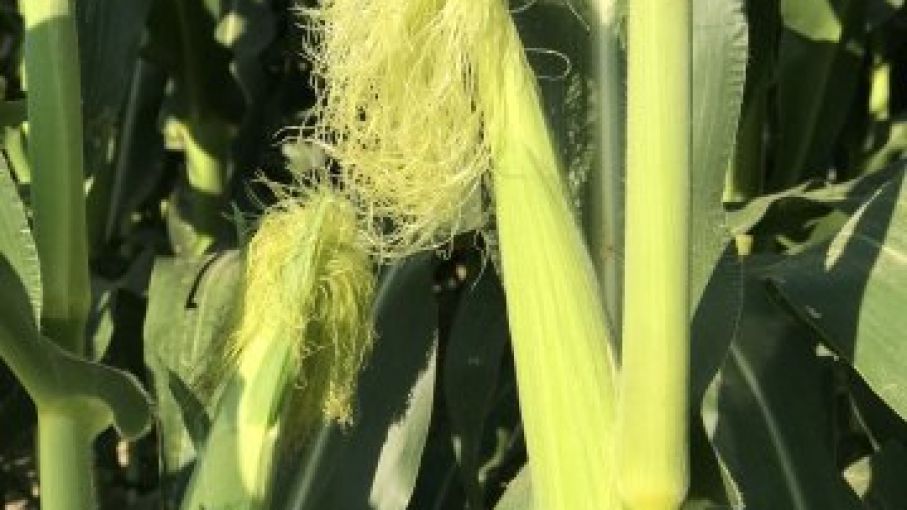 Las condiciones de los cultivos en EEUU mantienen el progreso según el informe del USDA