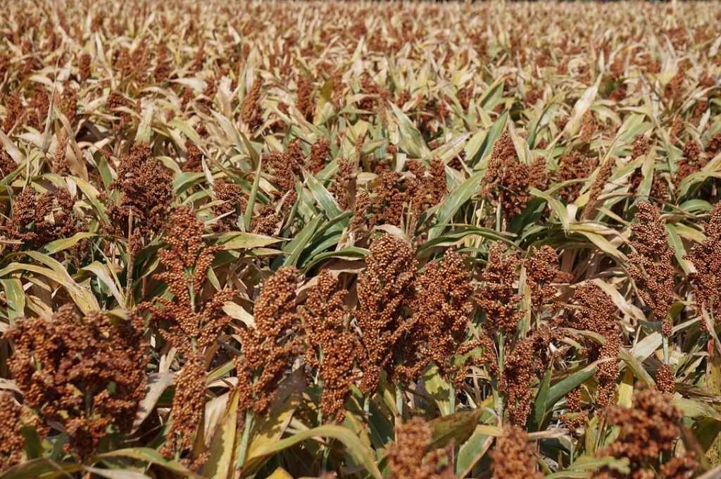El área perdida de sorgo se ubica en el 14% en Entre Ríos