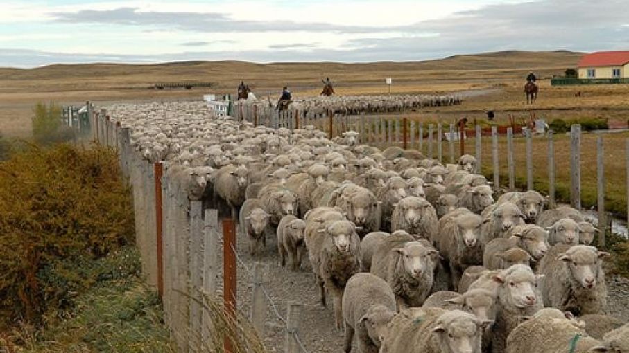 Arabia Saudita aprobó certificado para que Argentina exporte bovinos, ovinos y caprinos