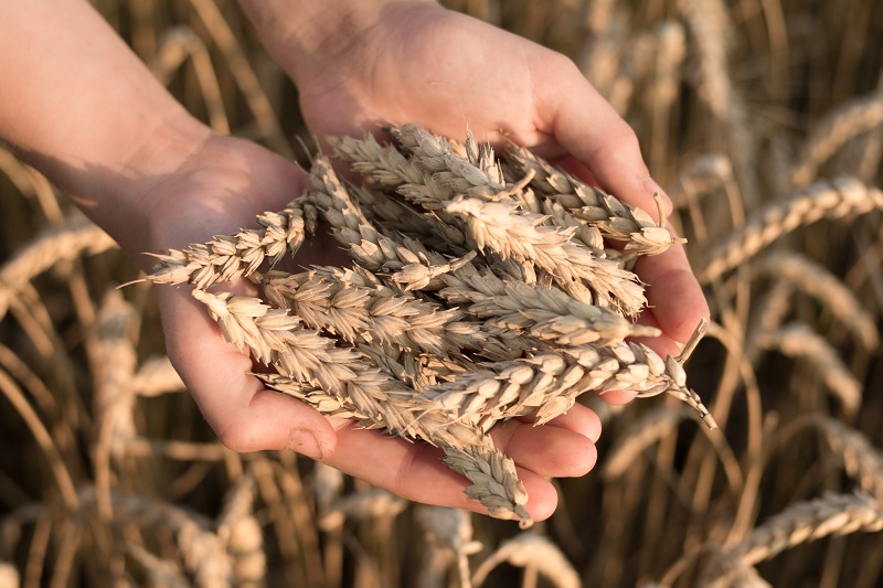 Trigo, entre los cultivos más exigentes y demandantes de nutrientes