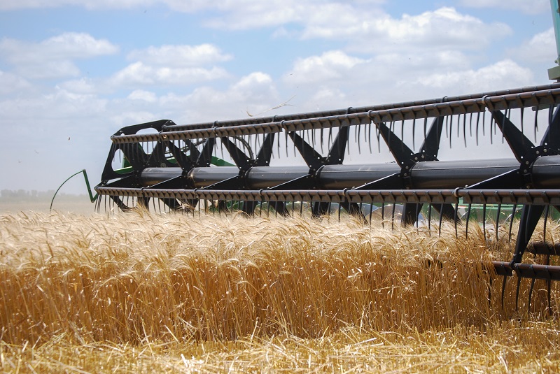 Según el último panorama agrícola nacional de la Bolsa de Cereales, la superficie implantada con trigo será de 6,5 millones de hectáreas, similar a la campaña anterior, pero con estimaciones de rendimiento y producción superiores.