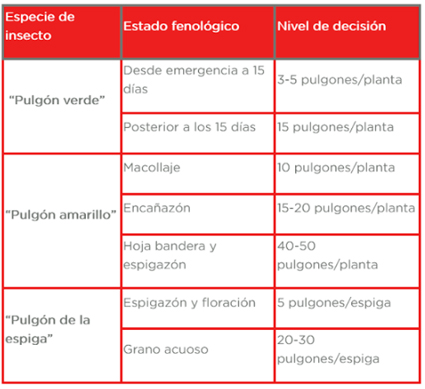 Pulgones en trigo: recomendaciones para el monitoreo