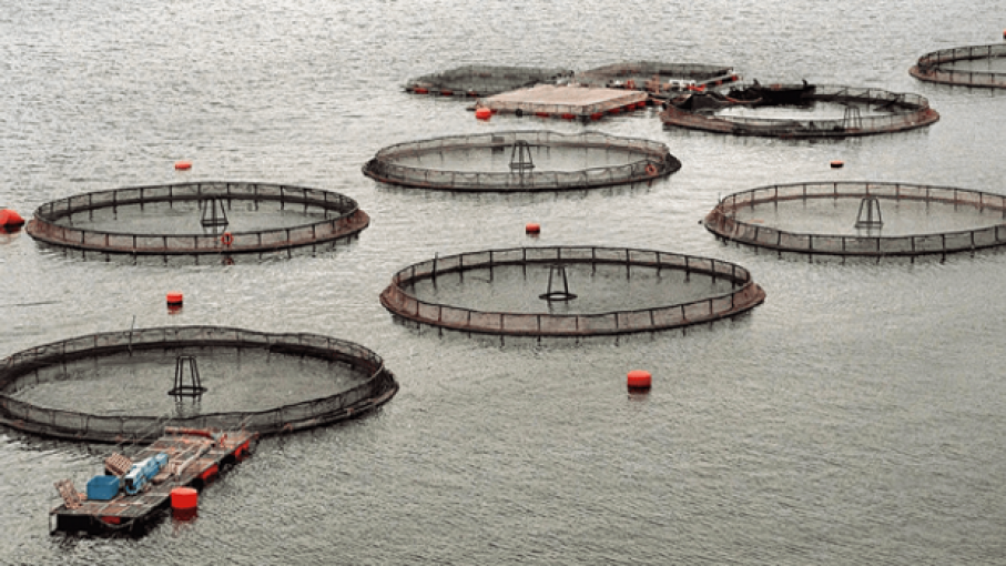 Cuestionan la prohibición de crías de salmones y destacan su potencial exportador